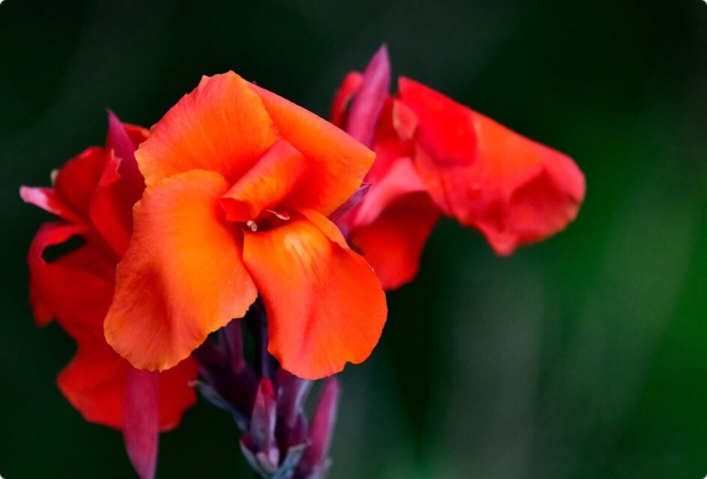 IMAGEN4_NOSOTROS_HOTELPRIMAVERA