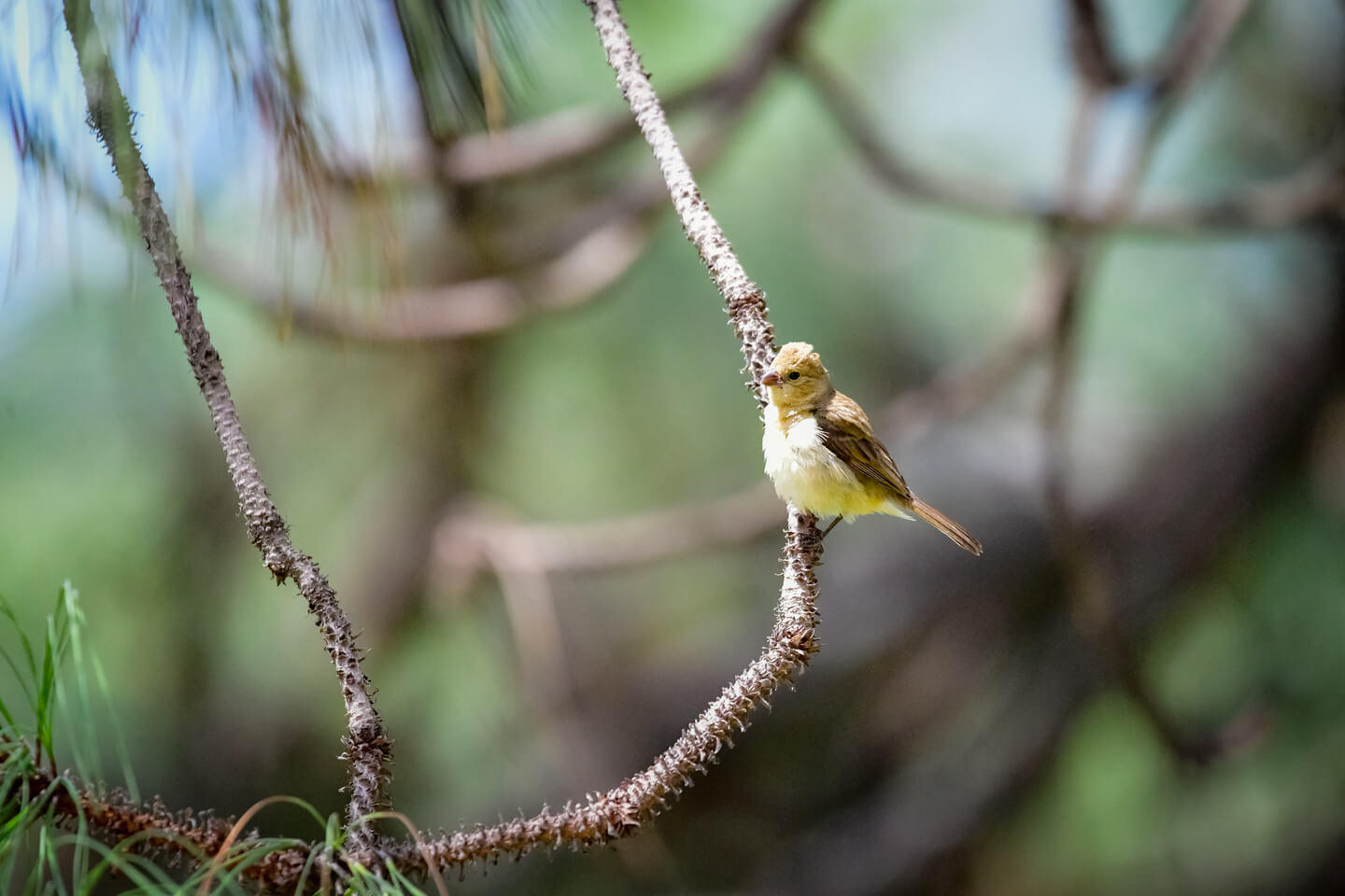 SLIDE1_NOSOTROS_HOTELPRIMAVERA-1